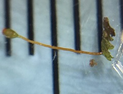 Fissidens obtusifolius