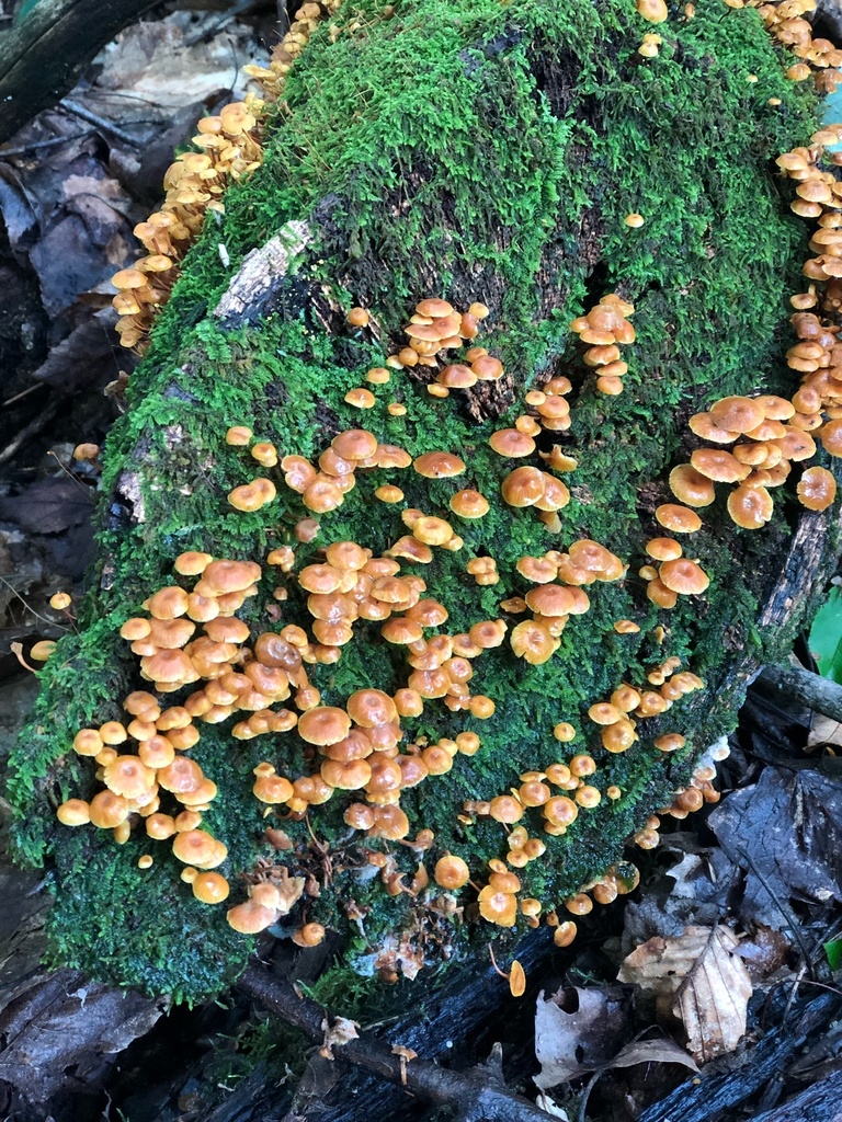 Pinewood Gingertail from Kumbrabow State Forest, Mill Creek, WV, US on ...