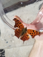 Polygonia interrogationis
