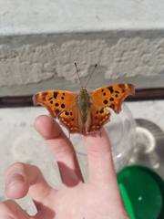 Polygonia interrogationis
