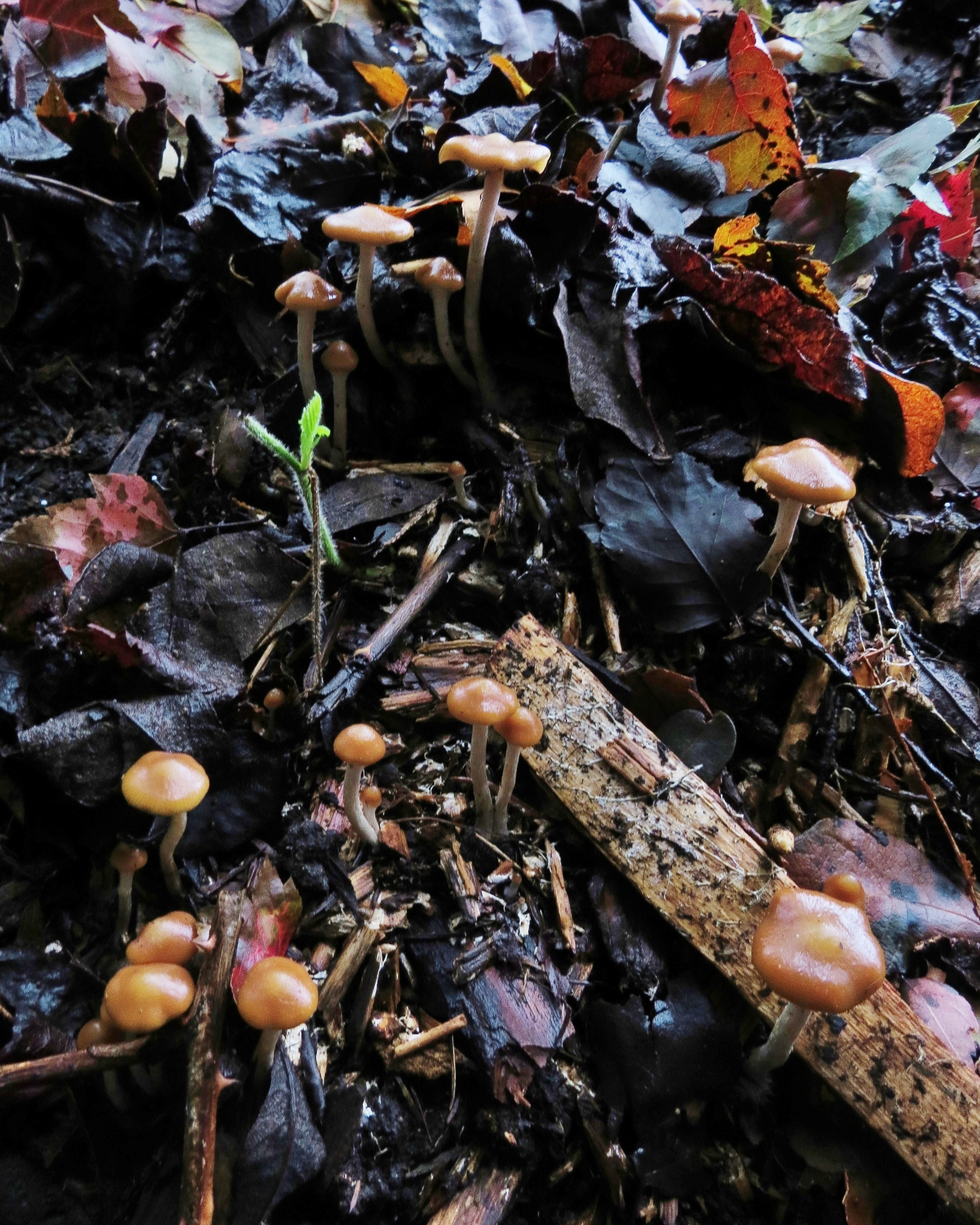 Psilocybe cyanescens image