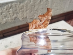 Polygonia interrogationis