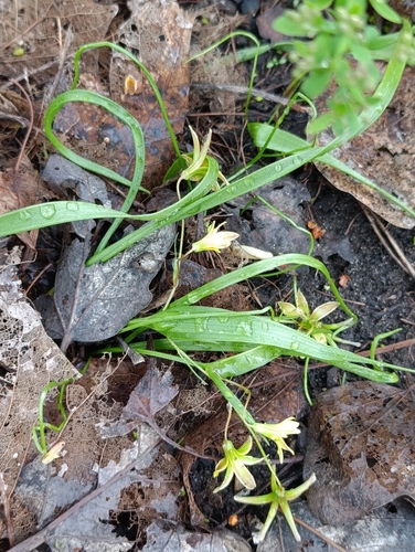 Gagea granulosa, photograph 2