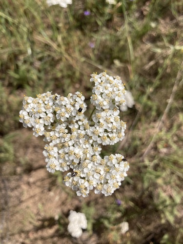 iNaturalist observation photo of common yarrow