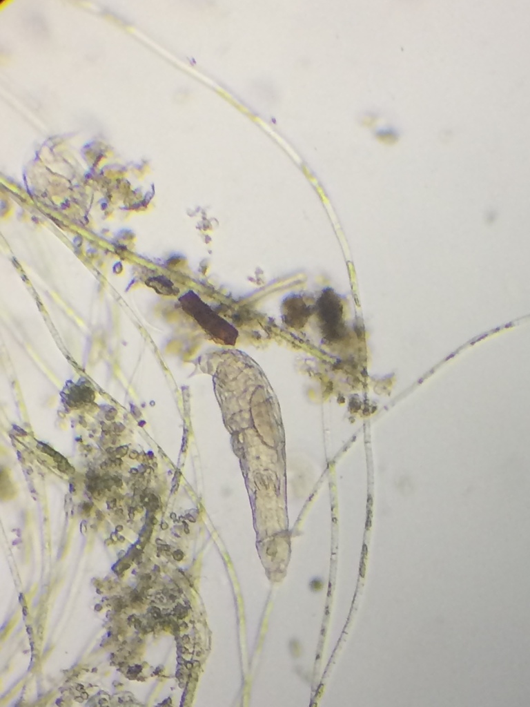 Otostephanos donneri