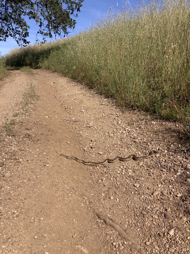 iNaturalist observation photo of Pacific Gopher Snake