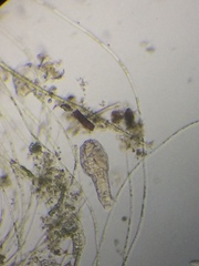 Otostephanos donneri