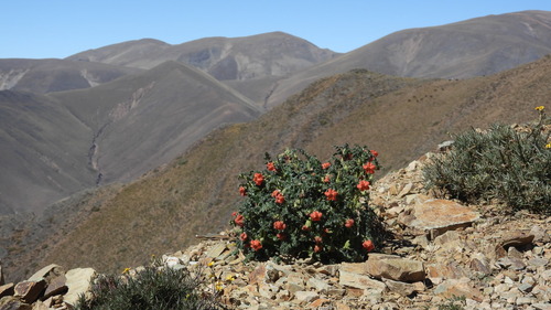 Caiophora chuquitensis, photograph 6