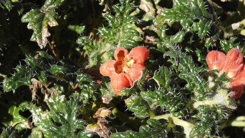 Caiophora chuquitensis, photograph 5