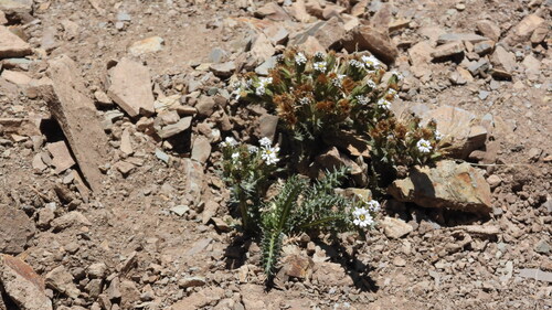 Perezia multiflora, photograph 5