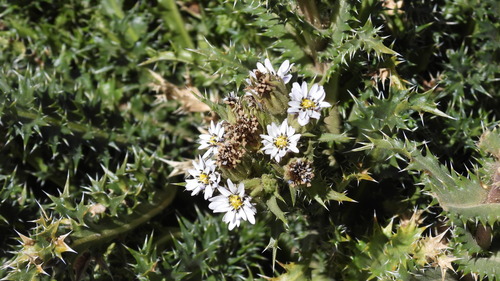 Perezia multiflora, photograph 3