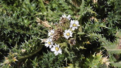 Perezia multiflora, photograph (c) Ariadna Tripaldi, some rights reserved (CC BY)