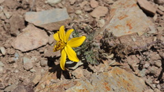 Bidens andicola