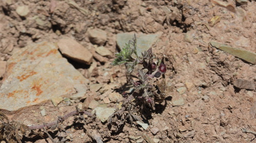 Bidens andicola, photograph 2