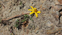 Bidens andicola, photograph (c) Ariadna Tripaldi, some rights reserved (CC BY)