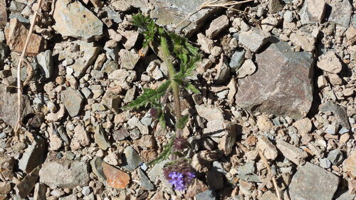 Verbena hispida, photograph 6