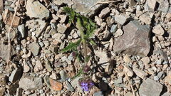 Verbena hispida, photograph (c) Ariadna Tripaldi, some rights reserved (CC BY)
