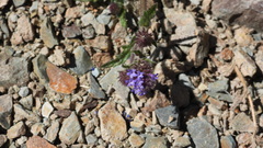 Verbena hispida, photograph (c) Ariadna Tripaldi, some rights reserved (CC BY)