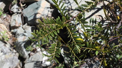 Senna birostris