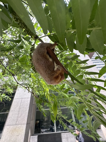 Eastern Red Bat observed by naturelovingliz13