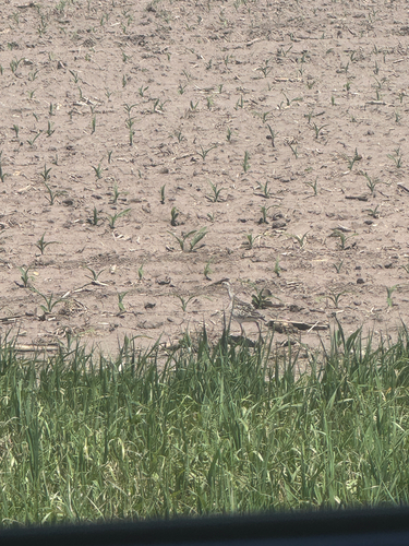 Upland Sandpiper