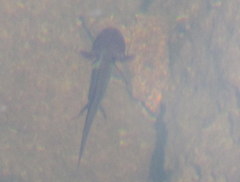 Ambystoma macrodactylum macrodactylum