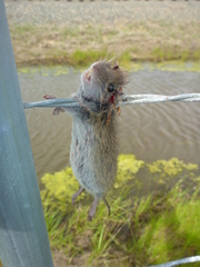 Microtus californicus