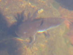 Ambystoma macrodactylum macrodactylum