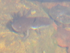 Ambystoma macrodactylum macrodactylum