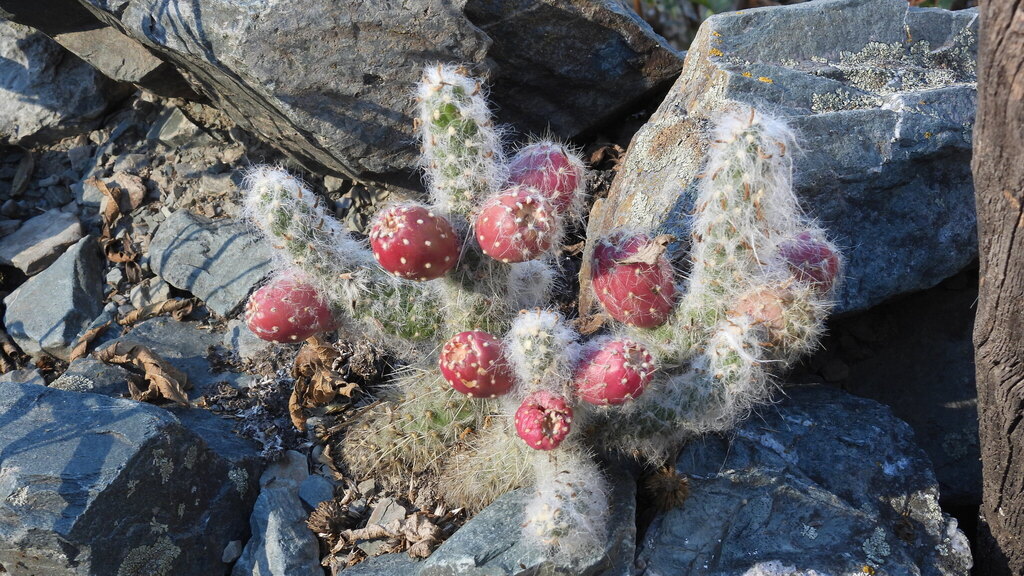Austrocylindropuntia vestita; photograph (c) Ariadna Tripaldi, some rights reserved (CC BY)