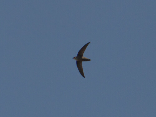 Chimney Swift observed by theramansi