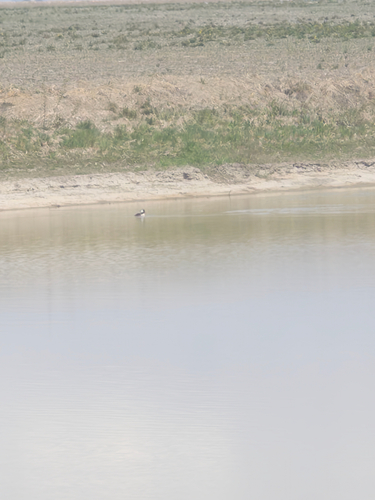 Hooded Merganser