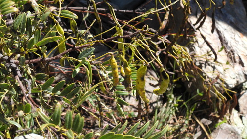 Senna birostris, photograph 1