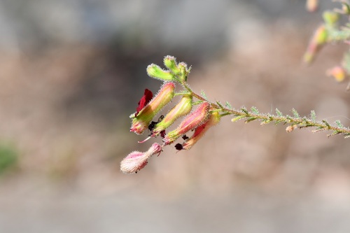 Cuphea hookeriana, photograph 5