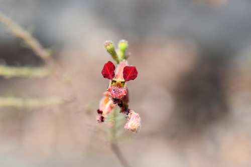 Cuphea hookeriana, photograph 6