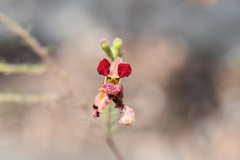 Cuphea hookeriana, photograph (c) Neptalí Ramírez Marcial, some rights reserved (CC BY)
