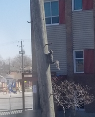 Sciurus carolinensis