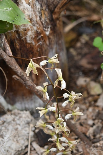 Gongora truncata, photograph 5