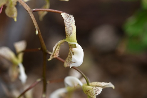 Gongora truncata, photograph 4