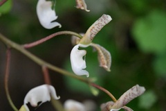 (c) Neptalí Ramírez Marcial, some rights reserved (CC BY) Gongora truncata, photograph (c) Neptalí Ramírez Marcial, some rights reserved (CC BY)