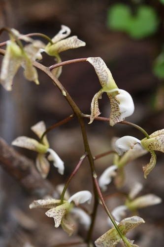 Gongora truncata, photograph 3