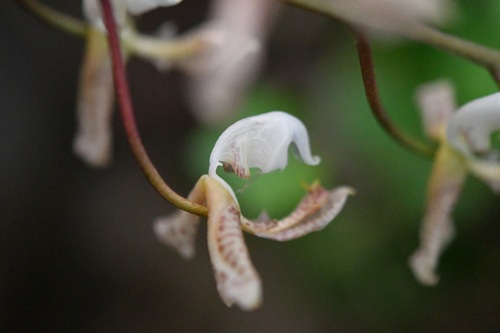 Gongora truncata, photograph 2