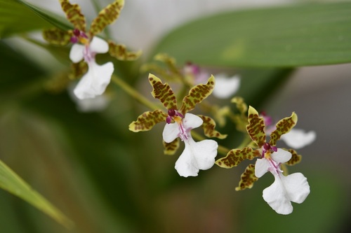 Oncidium leucochilum, photograph 4