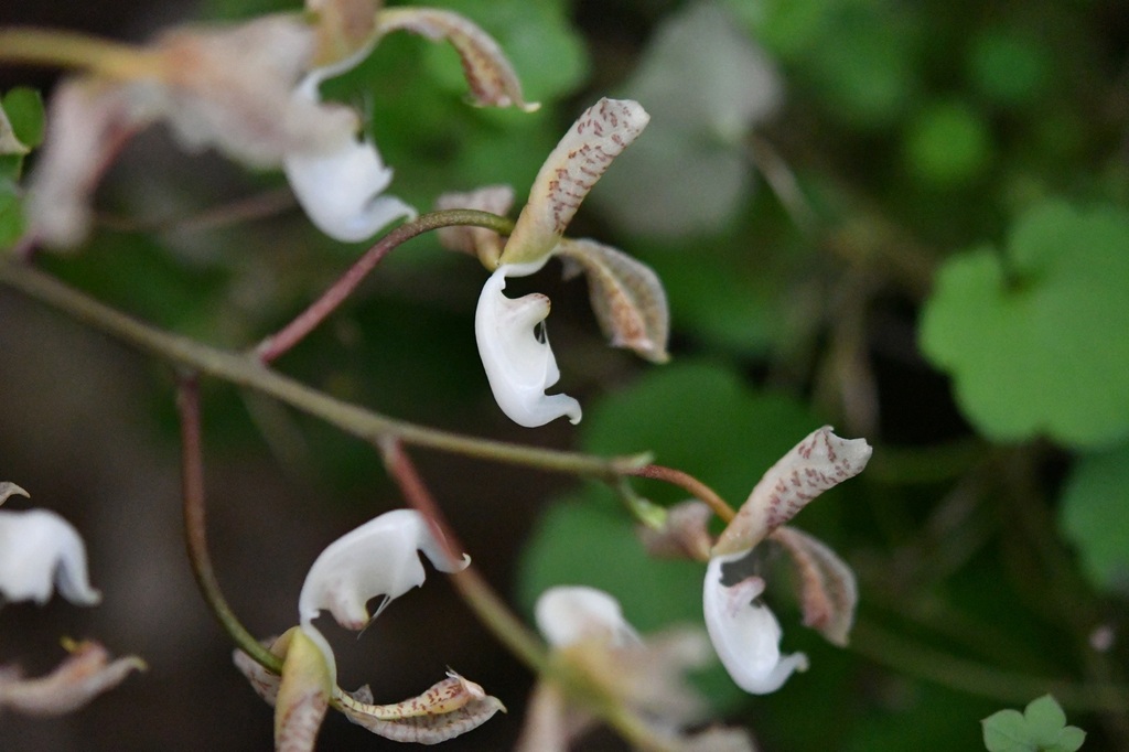 Gongora truncata; photograph (c) Neptalí Ramírez Marcial, some rights reserved (CC BY)