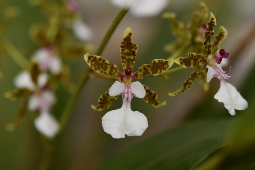 Oncidium leucochilum, photograph 3