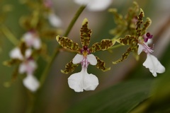 (c) Neptalí Ramírez Marcial, some rights reserved (CC BY) Oncidium leucochilum, photograph (c) Neptalí Ramírez Marcial, some rights reserved (CC BY)