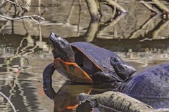 Pseudemys rubriventris