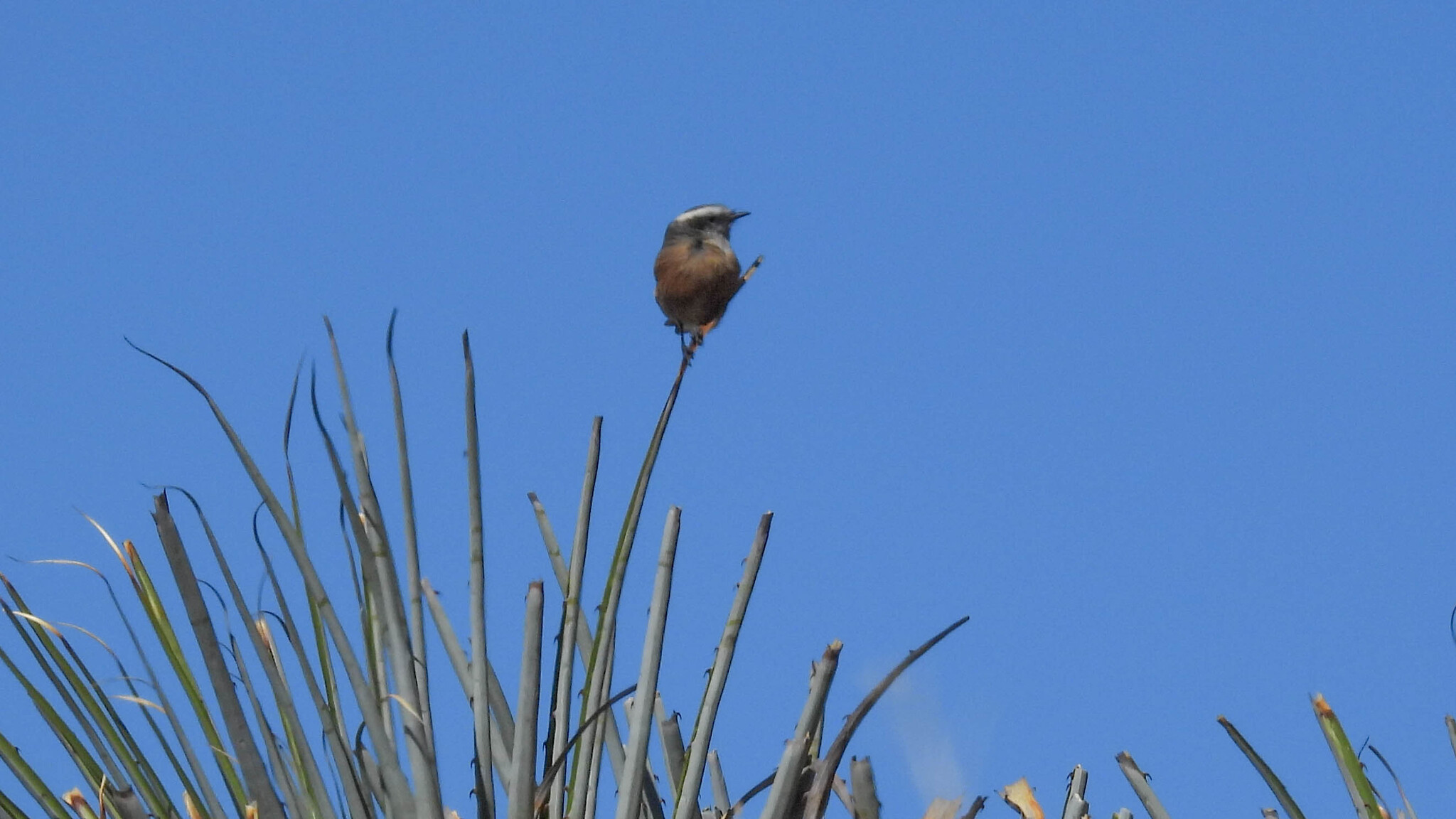 D'Orbigny's Chat-Tyrant (Ochthoeca oenanthoides), photo 5