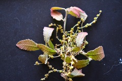 Quercus segoviensis, photograph (c) Neptalí Ramírez Marcial, some rights reserved (CC BY)