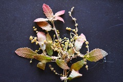 Quercus segoviensis, photograph (c) Neptalí Ramírez Marcial, some rights reserved (CC BY)